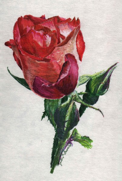 Thorn in my side