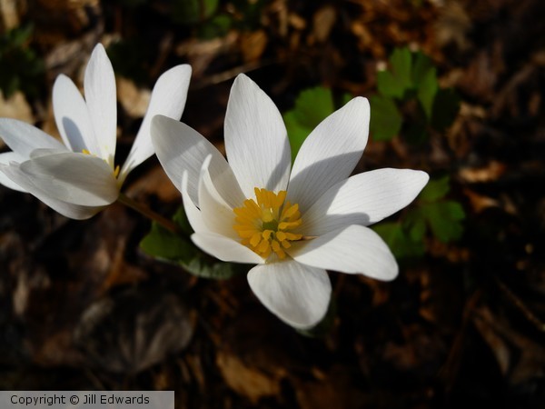 Bloodroot