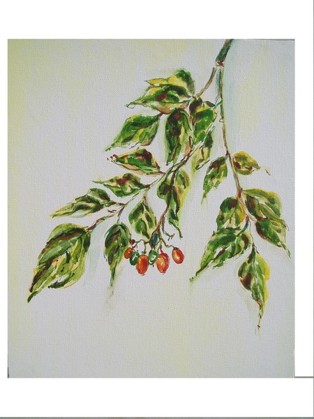 A small  plant