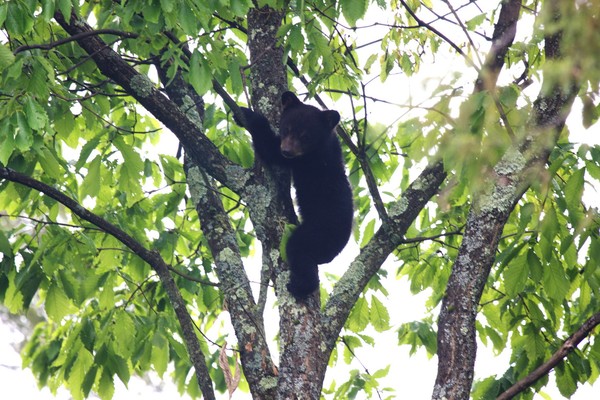 playing around in the tree