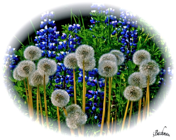 Two weeds together !