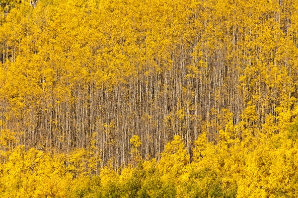 Aspen Harp