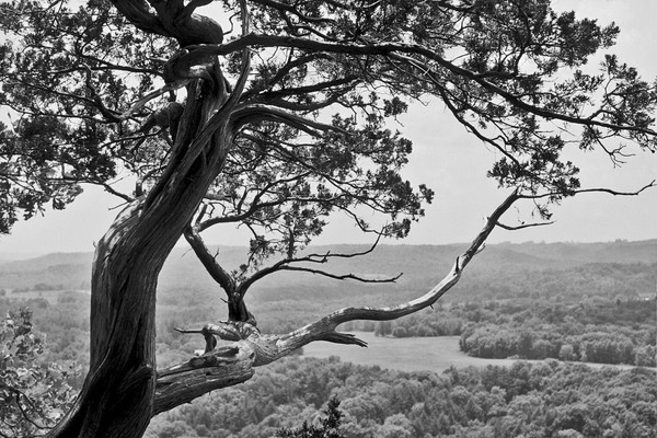 Pointing Cedar