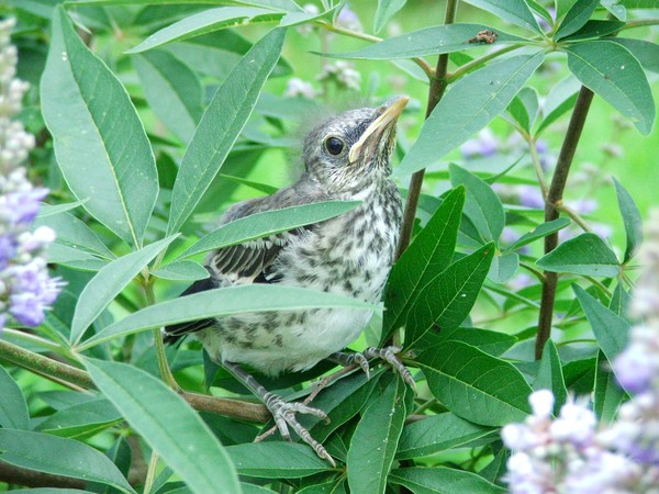 Fledgling