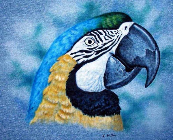 Macaw