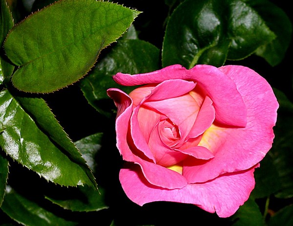 Friday Pink 2