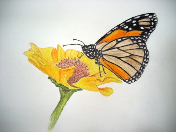 My Little Butterfly