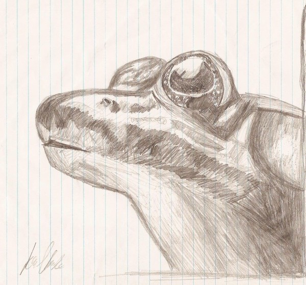 Curious Frog