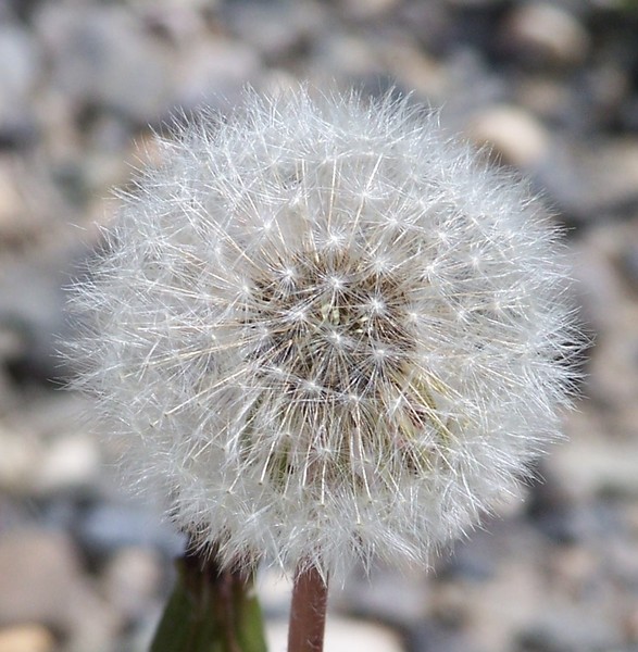make a wish