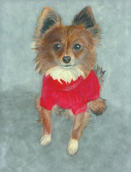 Longhaired Chihuahua