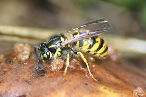 Wasp