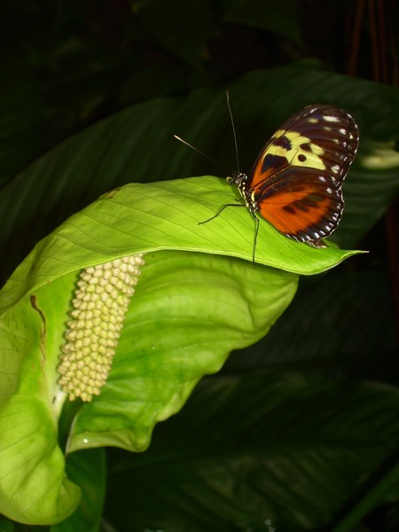 Glassy Wing Tiger Butterfly on New Peace Lily