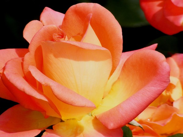 A Rose For Our Soldiers