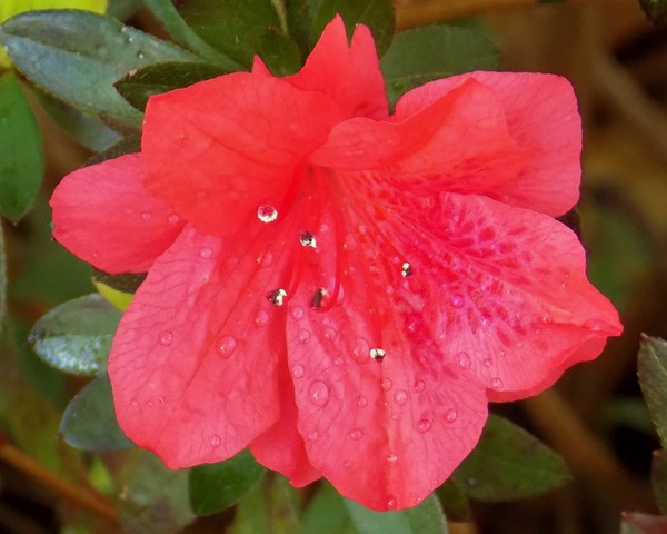 diamonds on my flower