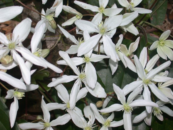 Jasmine