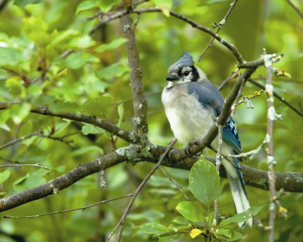 Blue Jay