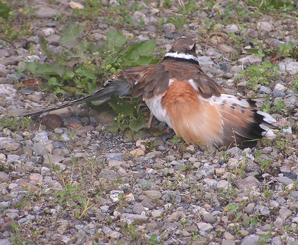 Killdeer