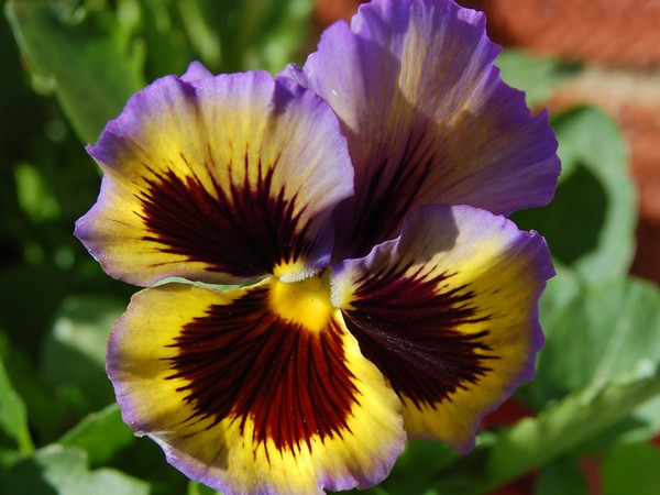 winter pansy