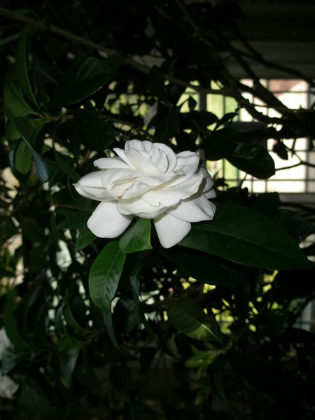 My Flower