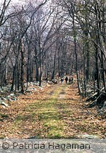 Into the woods