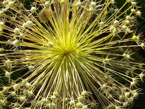 Fireworks Flower