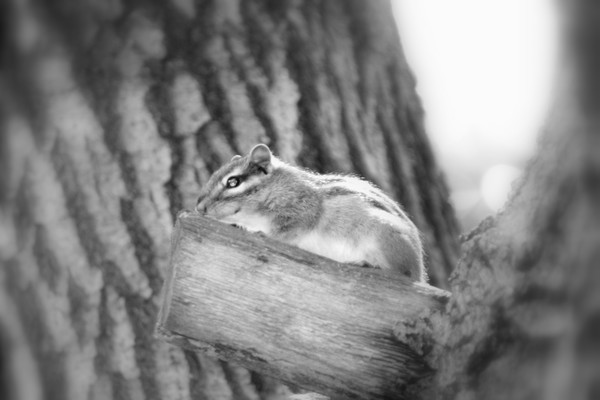 fuzzy friend