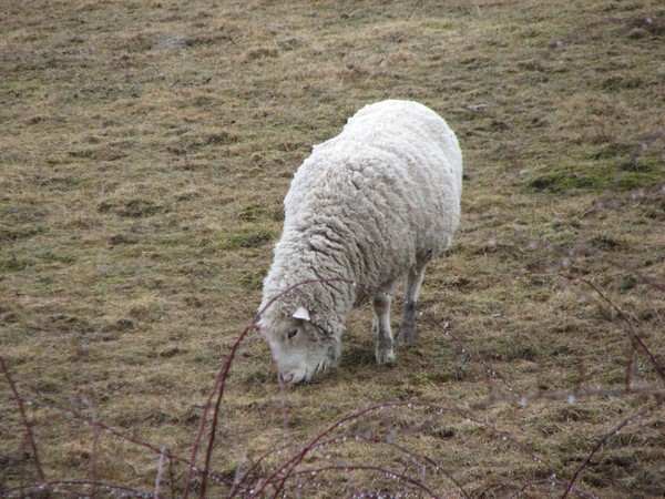 sheepish