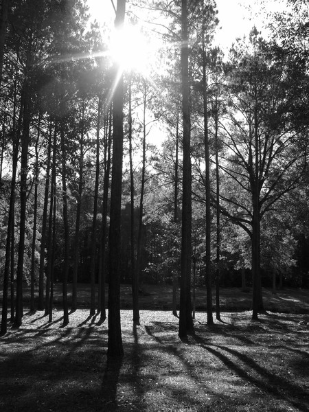 Morning Strectch (B&W)