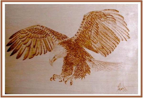 Bald Eagle II