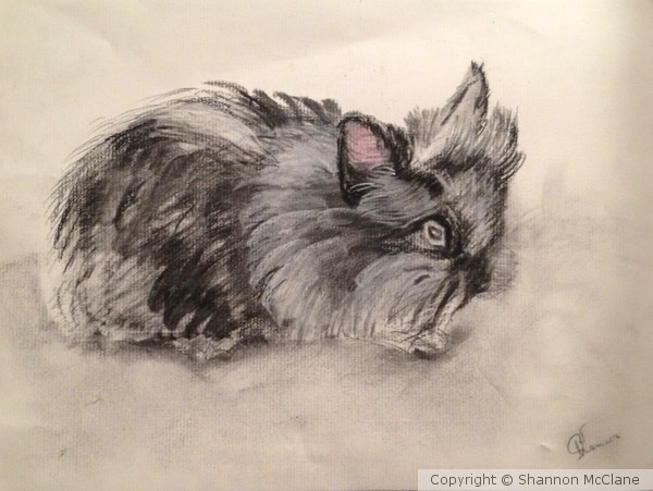 Lion haired bunny