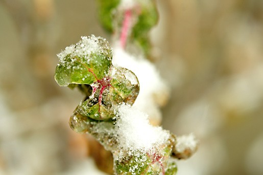 ice leaves