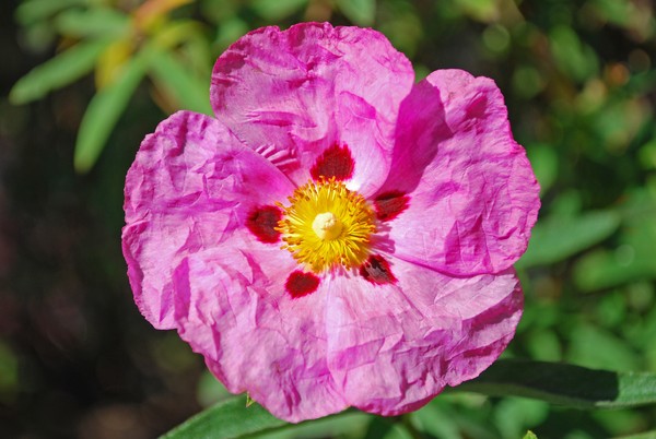 Pink Paper Flower