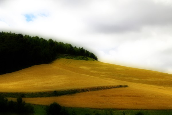 Wheatfield in France-0989