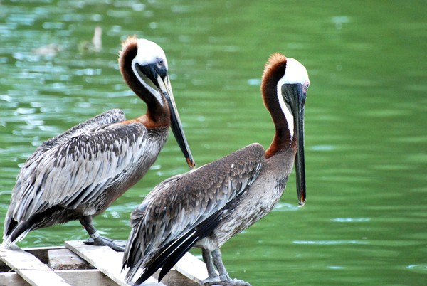Brown Pelicans