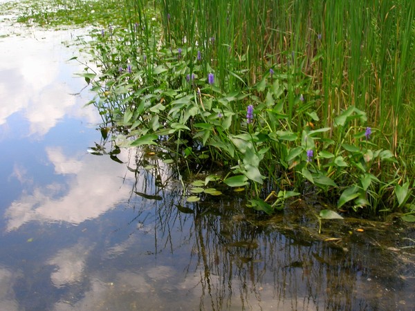 Pond Clouds