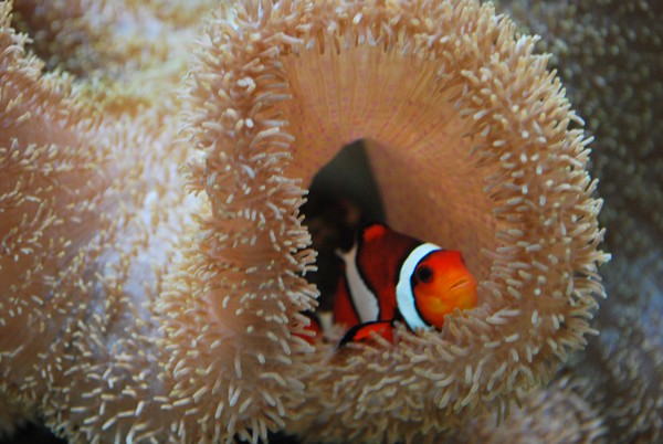 Clown Fish