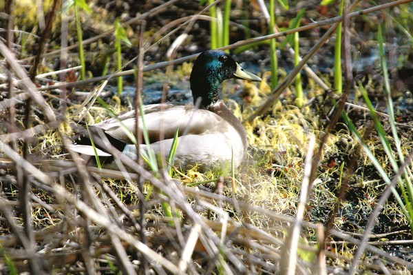 Drake Mallard resting