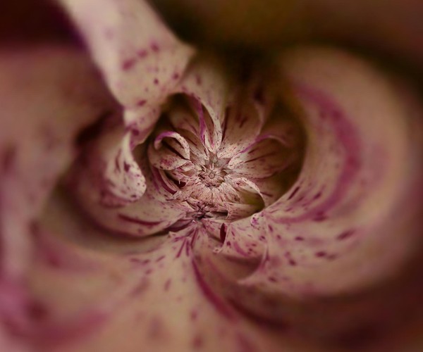Droste Effect