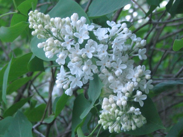 blooming now