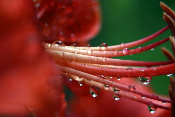 Wet Lily