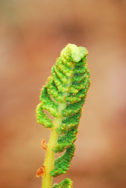 Fern just opened!