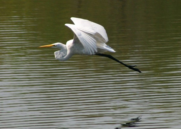 Snowy Egret Taking Wing in Allendale