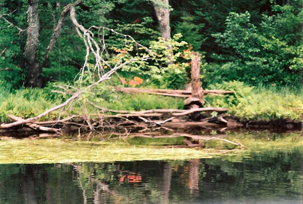 Michigan Reflections