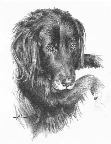 wp-lg setter portrait
