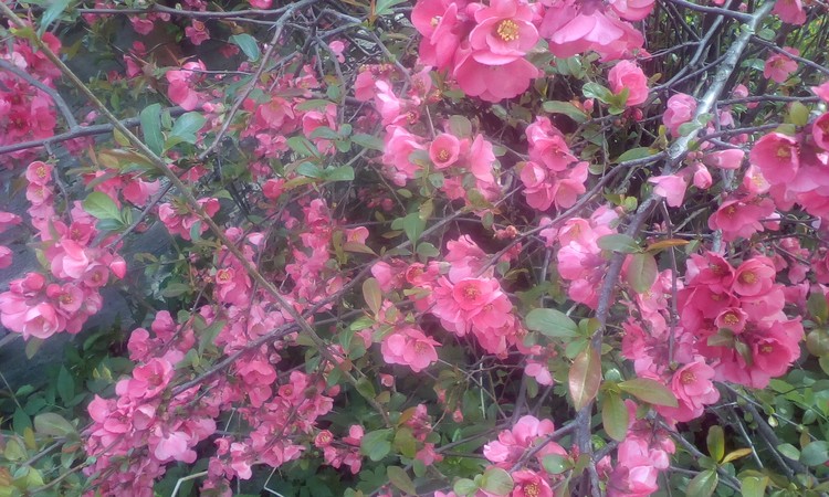 My bush with its flowers!