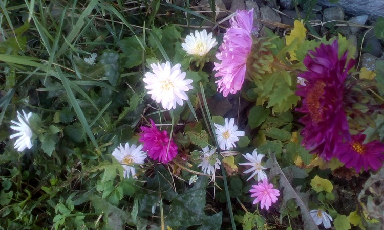 Small Chrisanthemums