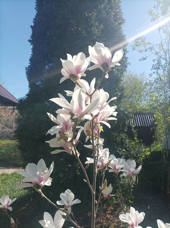 Top of my Little magnolia tree
