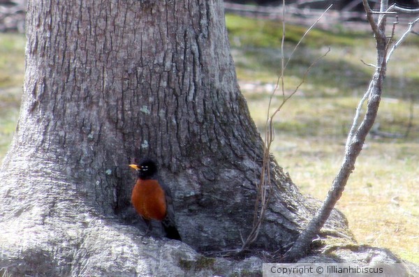 Sweet Robin