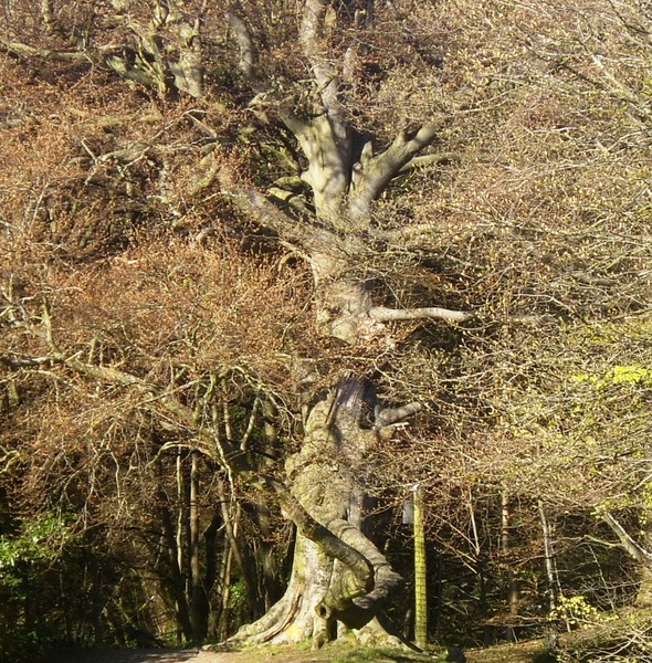 Abbey Tree