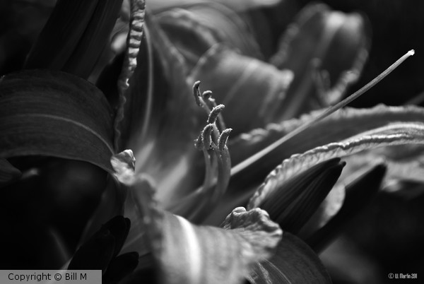 Sunset Lily